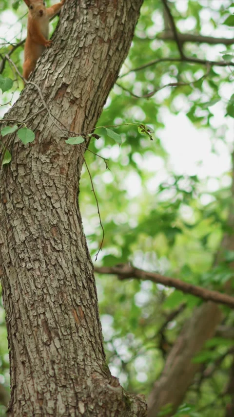 Brown Squirrel Climbing and Descending on Tree Trunk with Green Foliage in Stock Footage 342785326