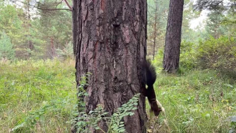A brown squirrel climbing on a pine tree in a forest. 4k footage Stock Footage 344844419