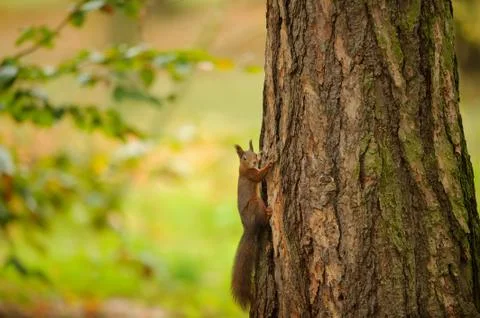 Brown squirrel climbing on the tree trunk 스톡 사진