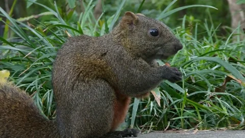 Brown squirrel eating almond in closeup Video stock 239852016