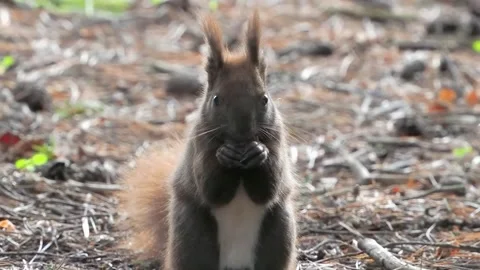Brown squirrel eating in forest slow motion Stock Footage 284011455