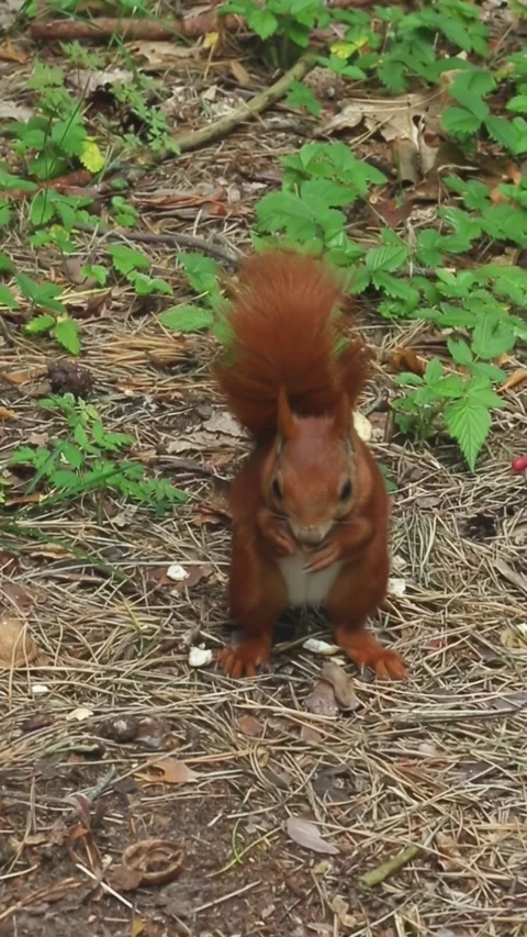 Brown squirrel eating nut with focused chewing motion in nature Stock Footage 316457441