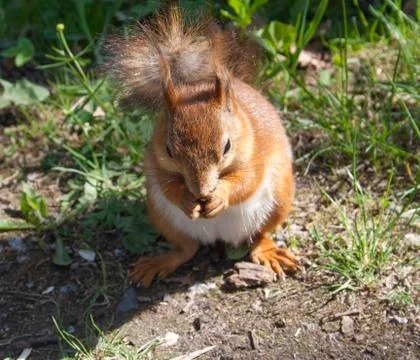 The brown squirrel is eating Stock Photos