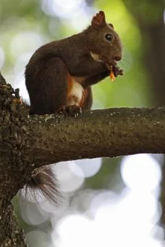 Brown squirrel eats on the branch of a tree Stock Photos
