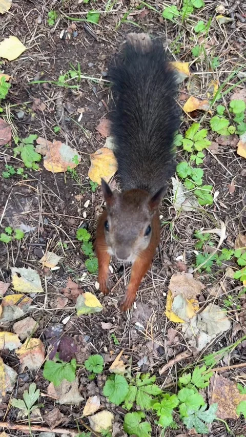 A brown squirrel eats on the ground in the autumn forest, top view Stock Footage 344844377