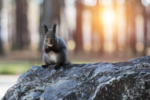 A brown squirrel eats pine nuts. Closeup Stock Photos