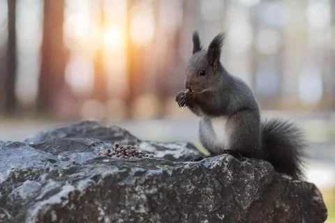 A brown squirrel eats pine nuts. Closeup Stock Photos
