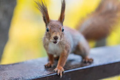 A brown squirrel, facing the camera, stands on a metallic surface, possibly.. Stock Photos