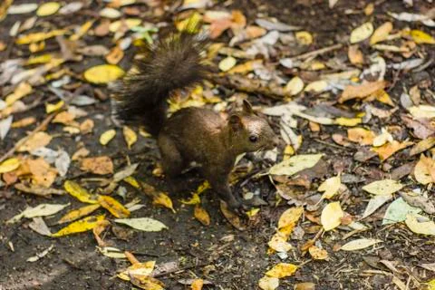 Brown squirrel with a fluffy tail on a background of yellow autumn foliage. Stock Photos