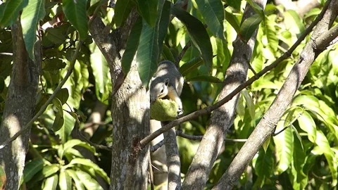 Brown squirrel Stock Footage 146588242