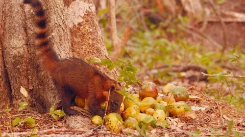 Brown Squirrel Foraging Stock Footage 310863900