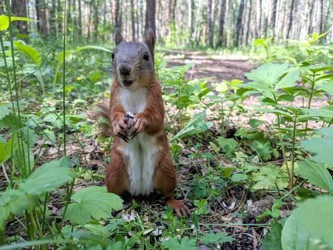 Brown squirrel in the forest there are seeds Stock Photos