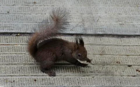 Brown squirrel in the garden Stock Photos