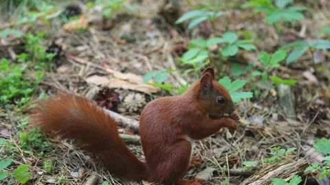 Brown squirrel gnawing nuts on ground in natural forest habitat Stock Footage 314265423