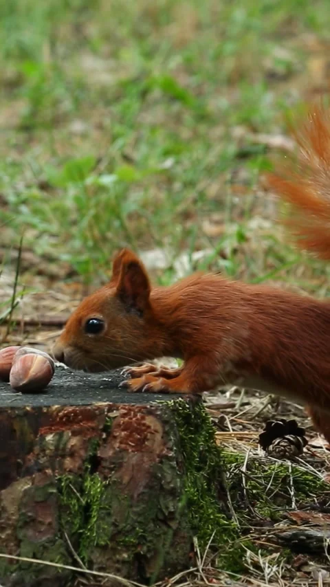 Brown squirrel grabs forest nut with teeth and runs away Stock Footage 313366608