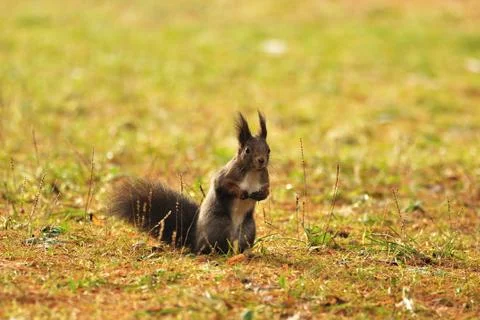Brown squirrel on the grass 스톡 사진