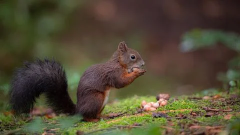 Brown squirrel on green grass during the day Stock Photos