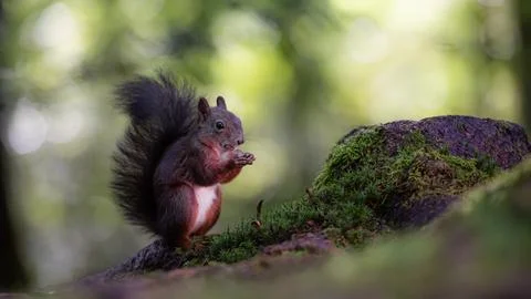 Brown squirrel on green moss during the day Stock Photos