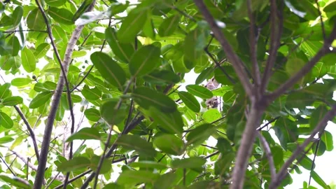 Brown squirrel hanging off a branch upside down eating and hiding among leaves Stock Footage 159672077