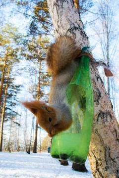 Brown squirrel hanging on a tree next to a green bottle and eating nuts Stock Photos