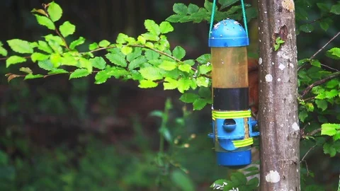 Brown squirrel hiding behind a bird table and eating grains. Closeup shot. Video stock 110819295