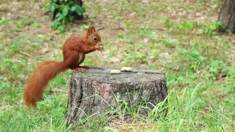 Brown squirrel hops on stump takes peanut jumps to forest grove Stock Footage 313244642