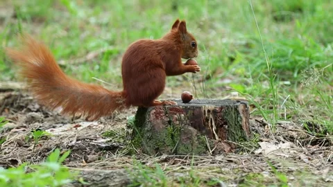 Brown squirrel jumping onto stump to grab nut and run away Stock Footage 313812866