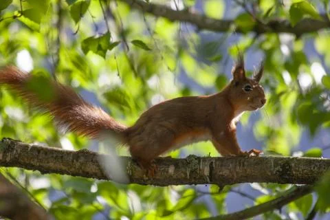 The brown squirrel jumps over the branches of the tree Stock Photos