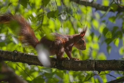 The brown squirrel jumps over the branches of the tree Stock Photos