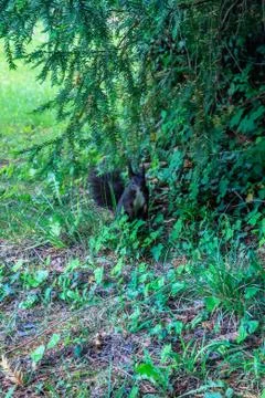 Brown squirrel looking straight in the camera bally park schoenenwerd Stock Photos