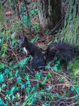 Brown squirrel looking straight in the camera Foto stock