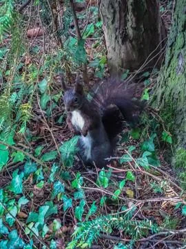 Brown squirrel looking straight in the camera Stock Photos