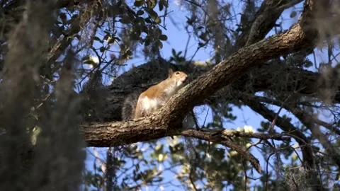Brown squirrel making chirping calling sounds; west coast of Florida Stock Footage 167352848