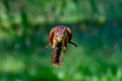 Brown squirrel in mid-air jumping against a vibrant green backdrop of foliage Stock Photos