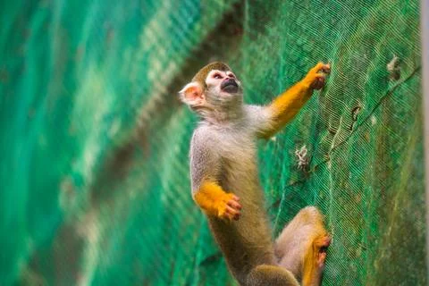 Brown squirrel monkey perched atop a thick, green rope net Stock Photos