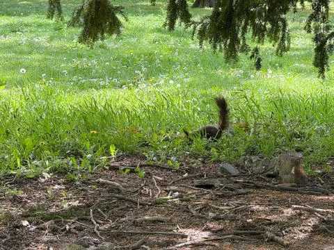Brown squirrel moving through grass under tree branches in park. Wildlife act Stock Photos