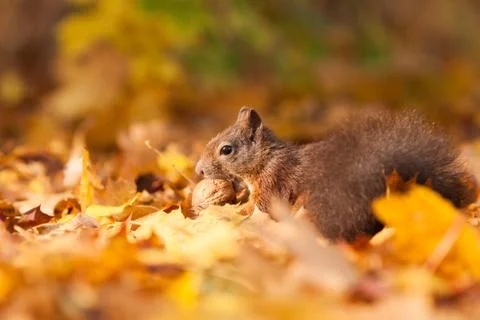 Brown squirrel with nut Stock Photos