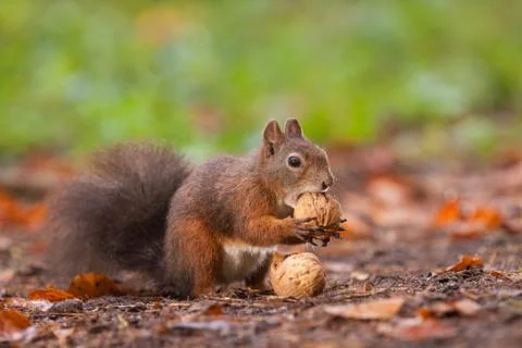 Brown squirrel with nuts Stock Photos