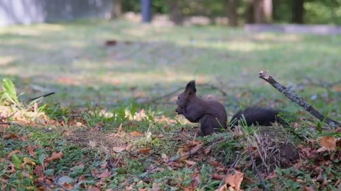 A brown squirrel in the park eats a walnut. Stock Footage 254123700