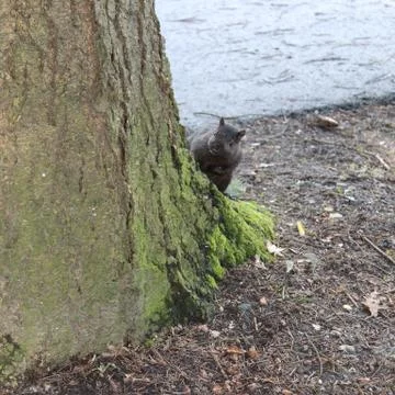 Brown squirrel peeping around tree trunk Stock Photos