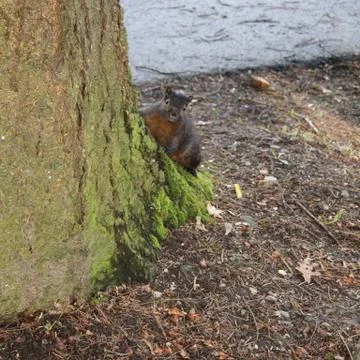 Brown squirrel peeping around tree trunk Stock Photos