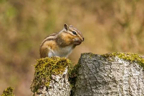 Brown squirrel perched on a moss-covered rock, its cheeks filled with acorns Foto stock