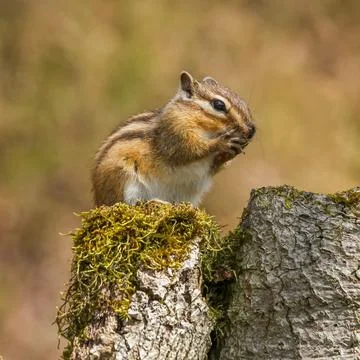 Brown squirrel perched on a moss-covered rock, its cheeks filled with acorns Foto stock
