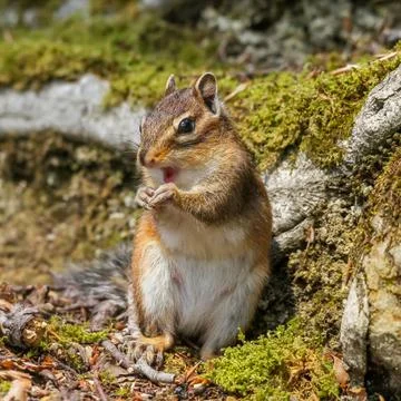 Brown squirrel perched on a moss-covered rock, its cheeks filled with acorns Foto stock