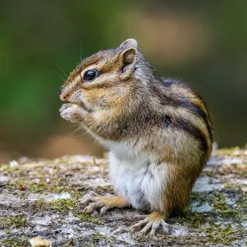 Brown squirrel perched on a moss-covered rock, its cheeks filled with acorns Foto stock
