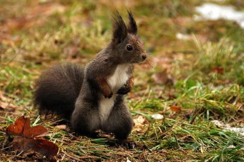 Brown squirrel Stock Photos