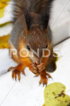 Brown squirrel Stock Photos