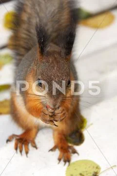 Brown squirrel Stock Photos