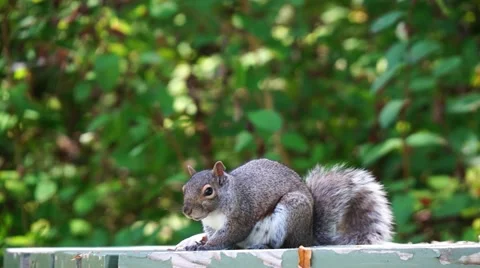 Brown squirrel on picknick table makes noise Stock Footage 49038929