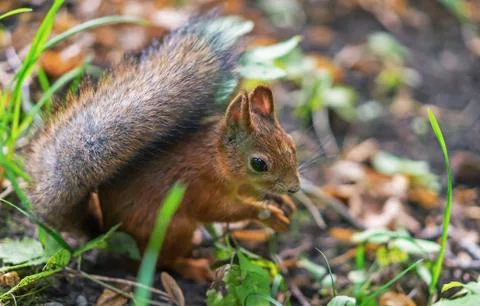 Brown squirrel. Portrait of a squirrel. Squirrel on a background of nature. Stock Photos